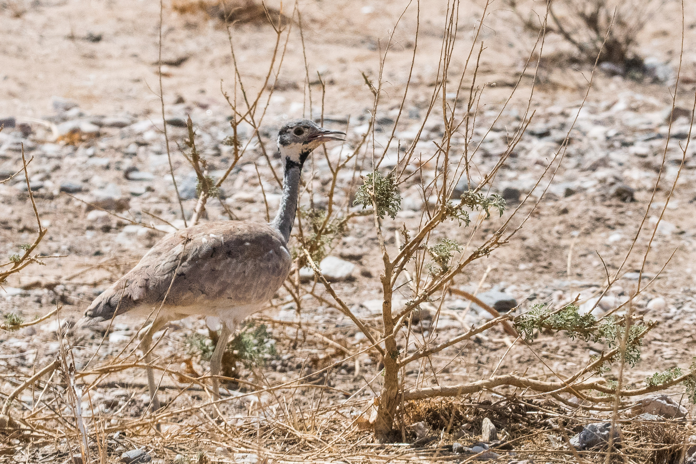 Outarde de Rüppell (Rüppell's korhaan, Eupodotis rueppelii), femelle adulte, Désert du Namib, Province de Kunene, Namibie.